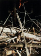kvìty pralesa 1999, olej na plátnì, 150x100